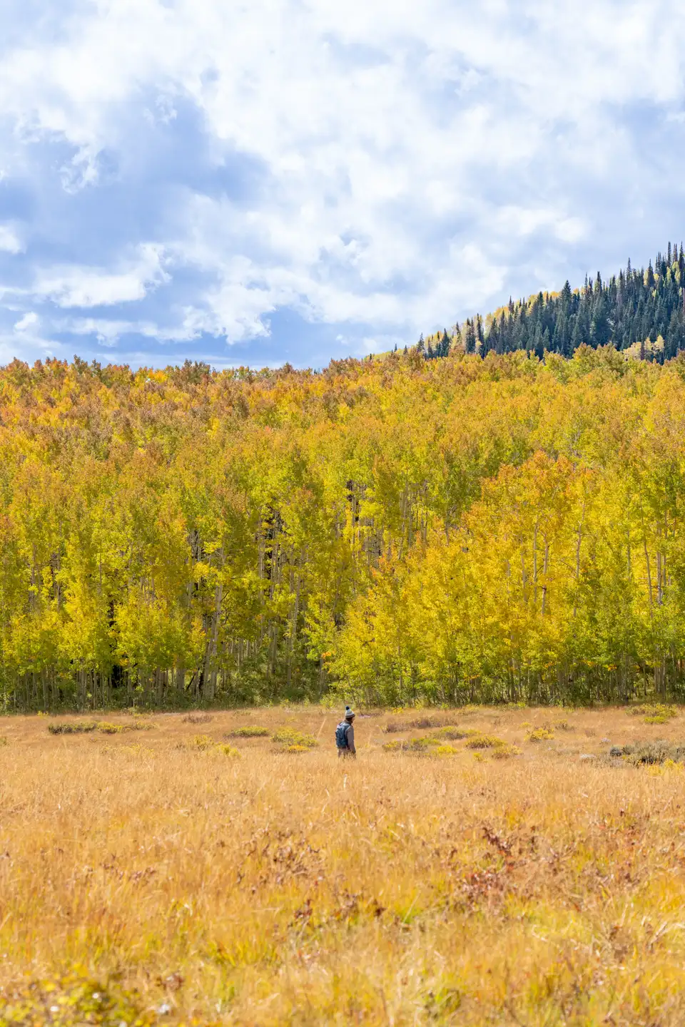 Autumn aspen grove and meadow with yellow tree crowns on a hillside.