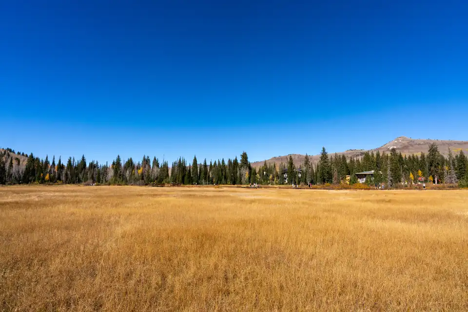 Utah mountain meadow and tree line with hills under a blue sky.
