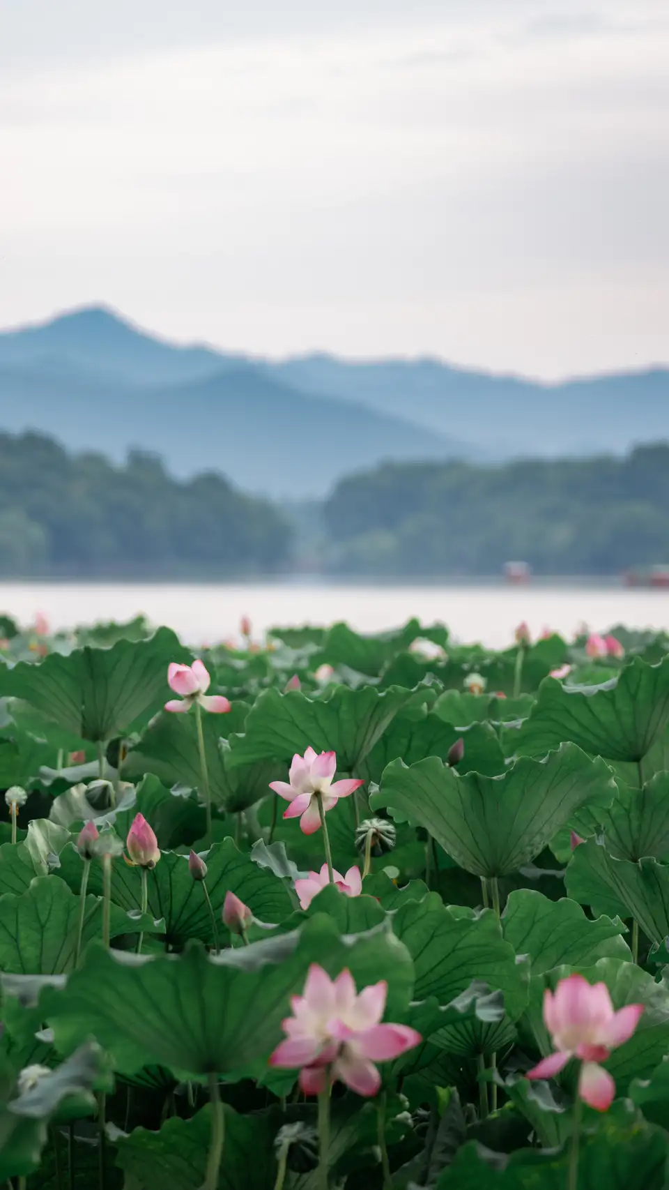 Lotus flowers at West Lake in Hangzhou, with pink blossoms and green leaves on the water.