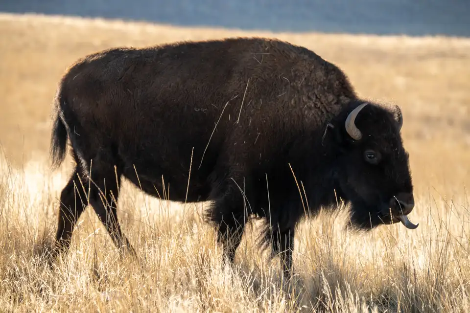 Bison on grassland at Antelope Island, walking or grazing with its head down.