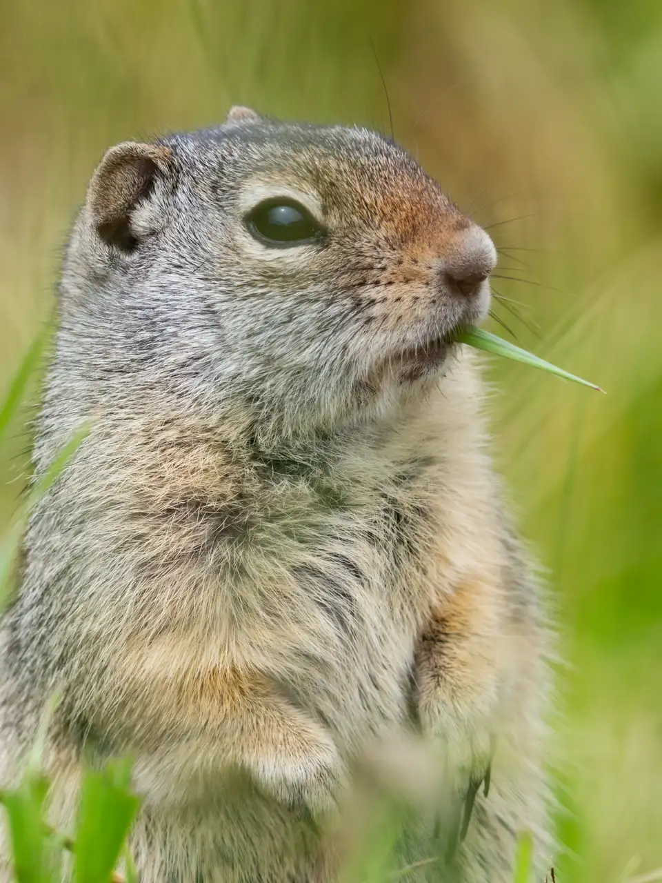 Close view of a ground squirrel in grass, standing beside green plants.